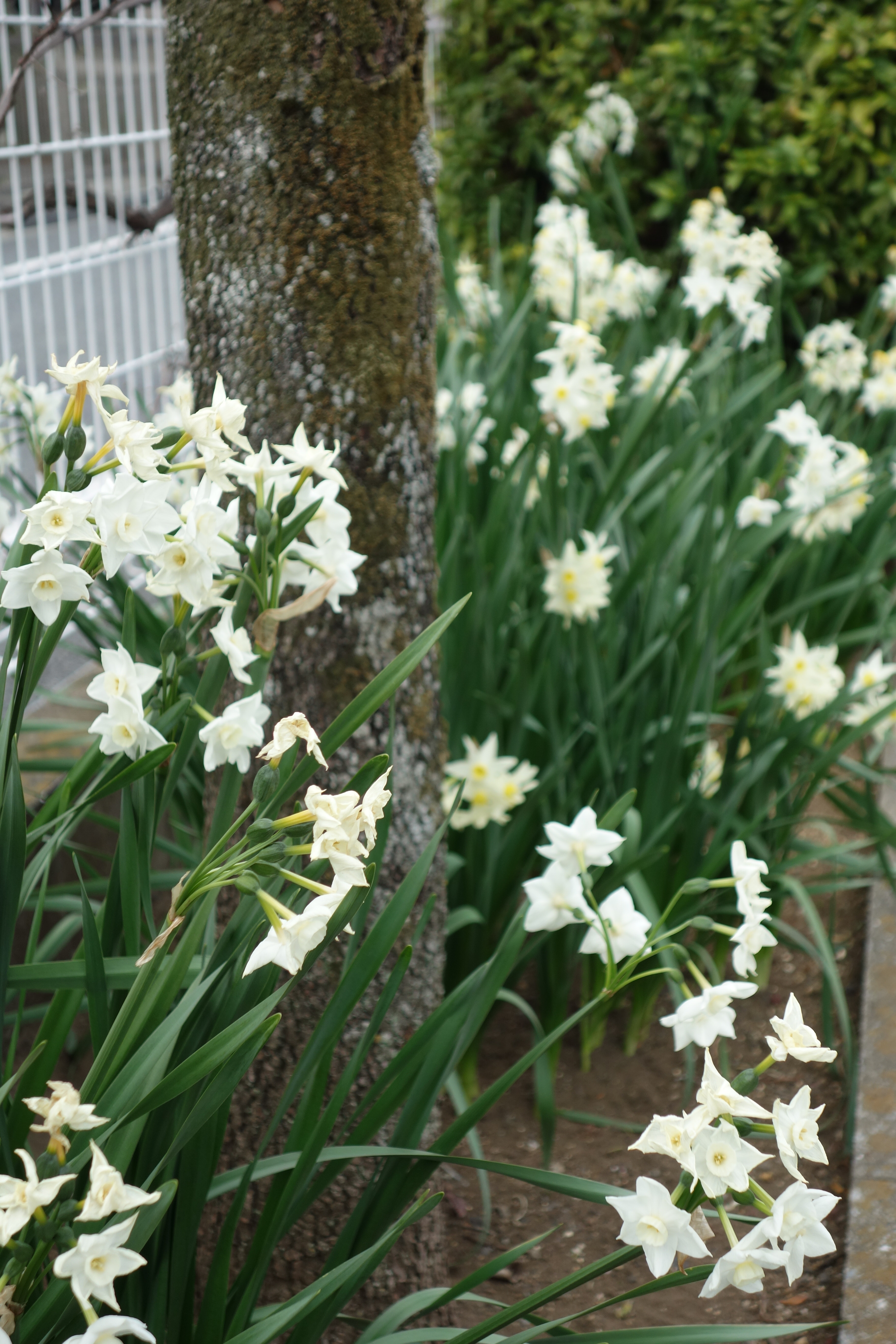 教会の草花